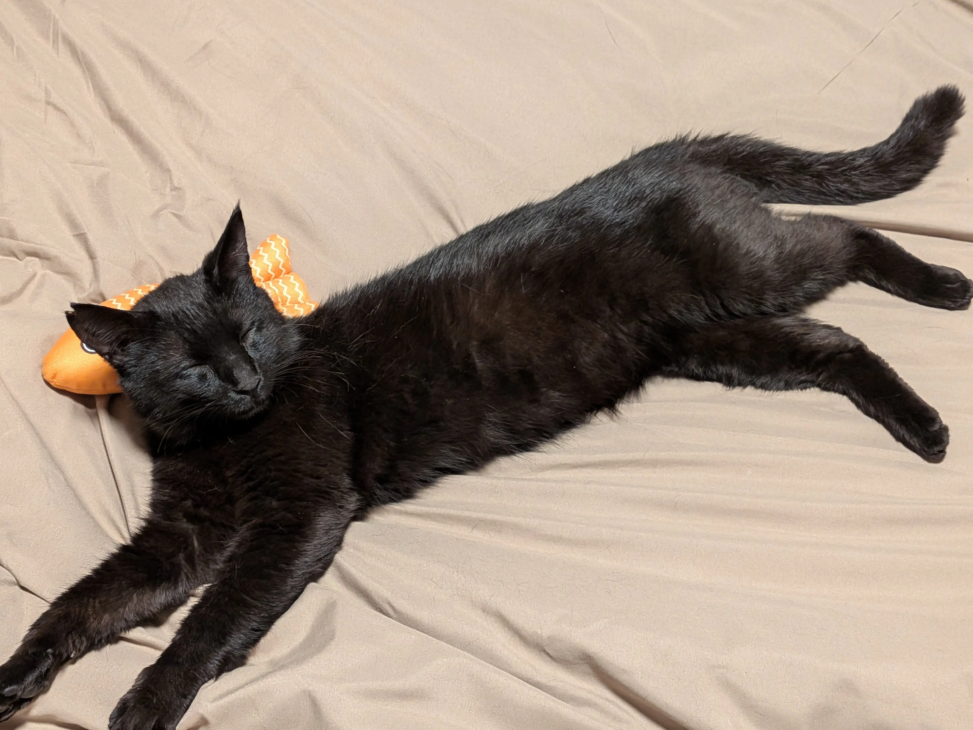 黒猫の鷲吾郎との生活の写真